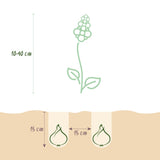 Green boutiQ - Bulbes de fleurs - Mélange Bulb Garden - Différentes variétés et couleurs - 125 pièces - Emballage cadeau
