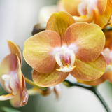 Kolibri Orchids I COMBI DEAL van 2 Phalaenopsis orchideeën - Las Vegas - potmaat Ø12cm | bloeiende kamerplant - vers van de kweker
