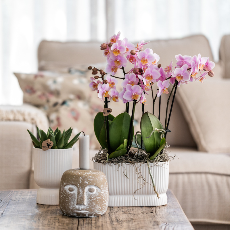 Roze orchideeënset in Diabolo Twin sierpot Pink | twee oudroze Treviso orchideeën Ø9cm