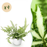 Pteris cretica Albolineata - Lintvaren - Huisdiervriendelijke Plant - Groen - 4 Planten - met Potter Wit - Pot 12cm - Hoogte 20cm