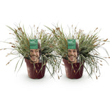 Siergrassen - Carex oshimensis Everest - Wit en Groen - 2 Planten - Bladhoudend - Weinig Onderhoud - Pot 17cm Hoogte 50cm