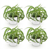 Chlorophytum comosum Bonnie - Krullende Graslelie - Huisdiervriendelijke Plant - Groen - 4 Planten - met Potter Wit - Pot 12cm - Hoogte 20cm