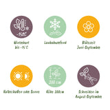 Hortensia / Hydrangea macrophylla Blauw - Bloem Blauw - 3 Planten - 1m2 - Bladverliezend - Weinig Onderhoud - Pot 17cm Hoogte 30cm