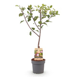 Pruimen boom - Prunus domestica Opal - Geel Rode Vrucht - Pot 21cm Hoogte 90cm
