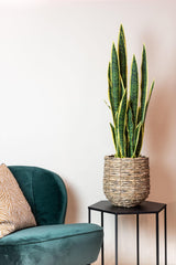 Plante artificielle - Sanseveria Trifasciata - Langue de belle-mère - 97 cm