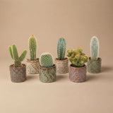Cactus Set van 6 in Keramische Mini Potjes Madrid -  ↑ 8–12 cm