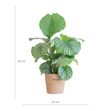 Calathea Orbifolia met Sofia mand naturel - 65cm - Ø21