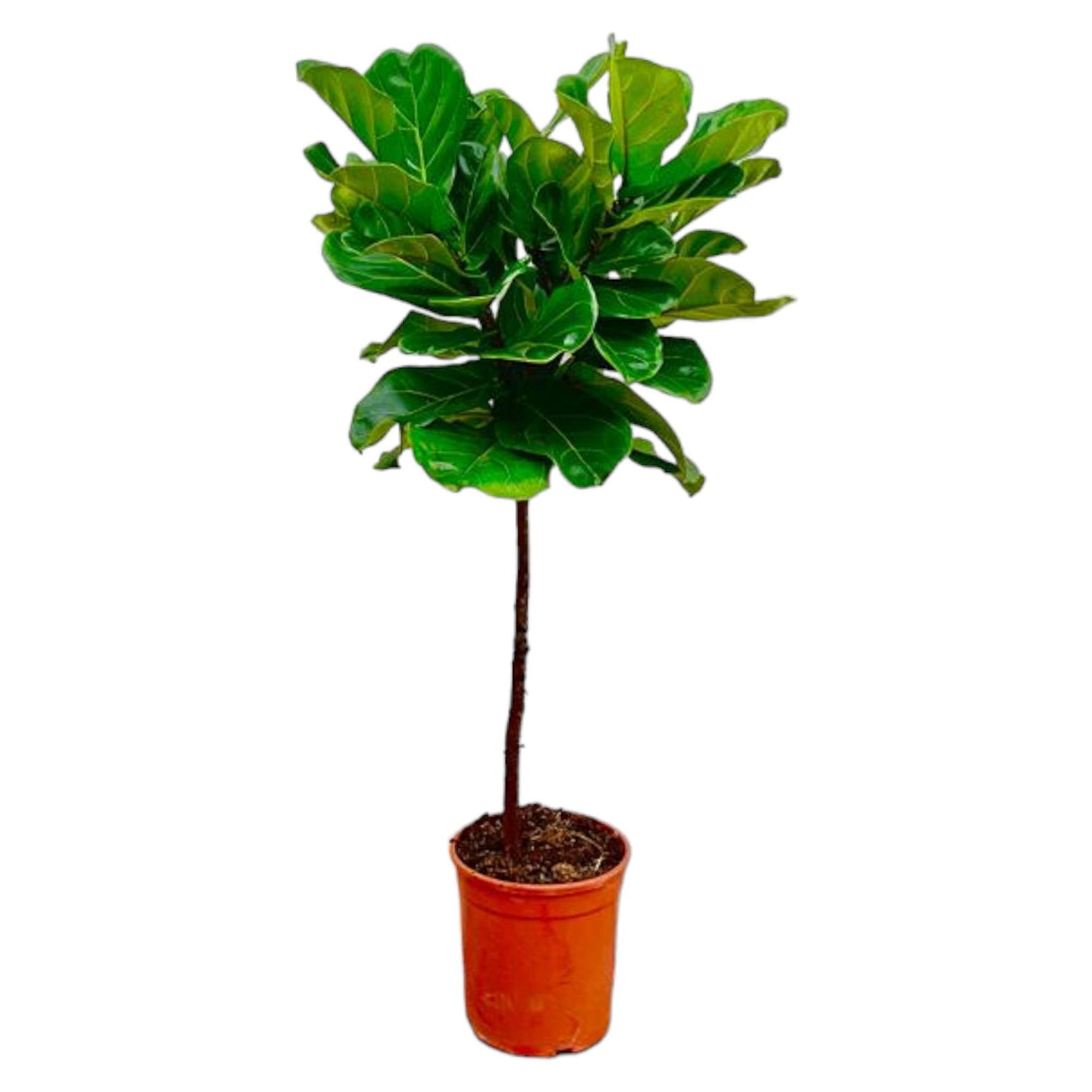 Ficus Lyrata Stamm - 130 cm - ø24