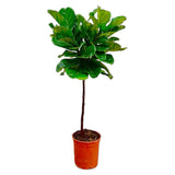 Ficus Lyrata Stamm - 130 cm - ø24