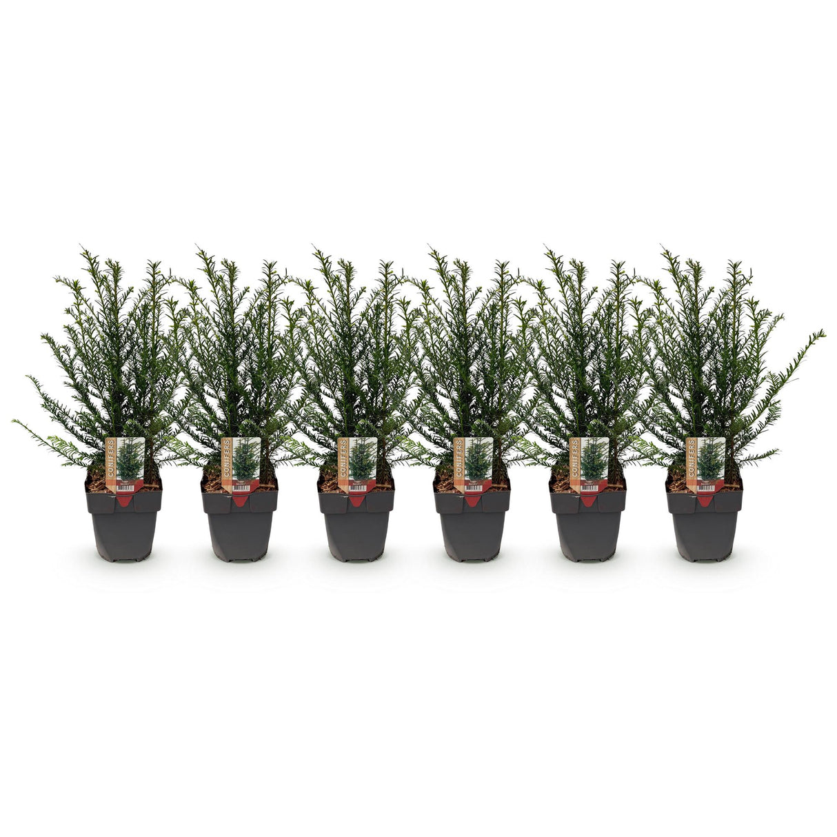 Haagplanten - Taxus baccata - blad groen - 6 planten - 1 strekkende meter - groenblijvend - pot 17cm hoogte 60cm