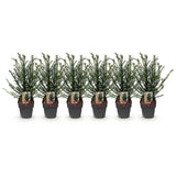 Haagplanten - Taxus baccata - blad groen - 6 planten - 1 strekkende meter - groenblijvend - pot 17cm hoogte 60cm