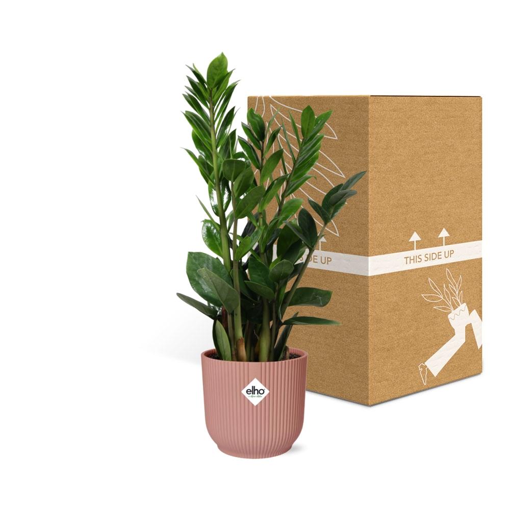 Zamioculcas – Höhe 45-50 in ELHO Vibes Fold 14cm rosa