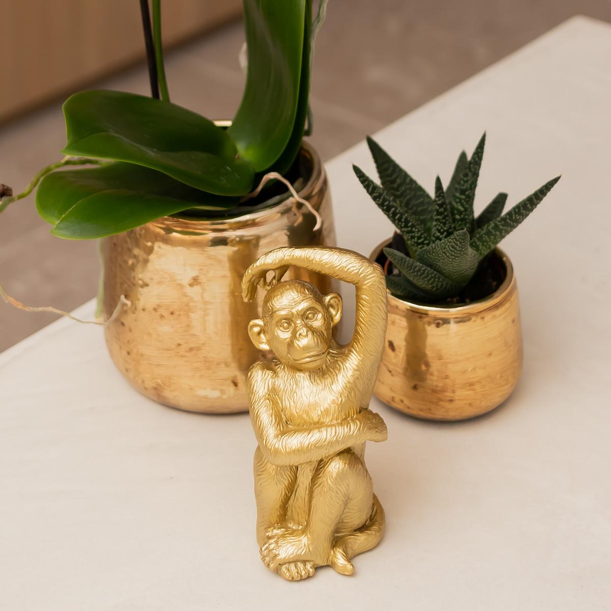 Kolibri Orchids | witte Phalaenopsis orchidee – Amabilis + Luxury sierpot gold – potmaat Ø9cm – 40cm hoog | bloeiende kamerplant in bloempot - vers van de kweker