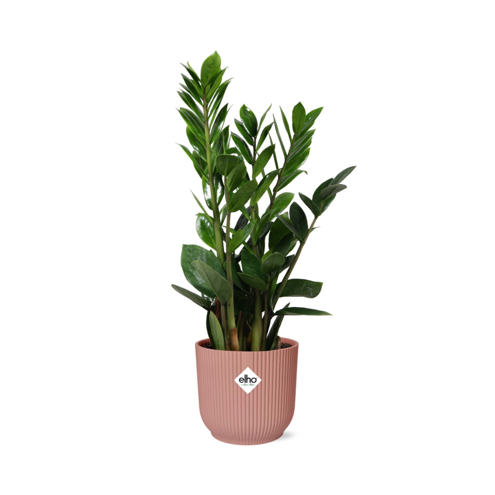 Zamioculcas – Höhe 45-50 in ELHO Vibes Fold 14cm rosa
