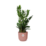 Zamioculcas – Höhe 45-50 in ELHO Vibes Fold 14cm rosa