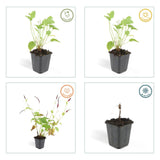 6x Persicaria amplexicaulis - ↕10-25cm - Ø9cm