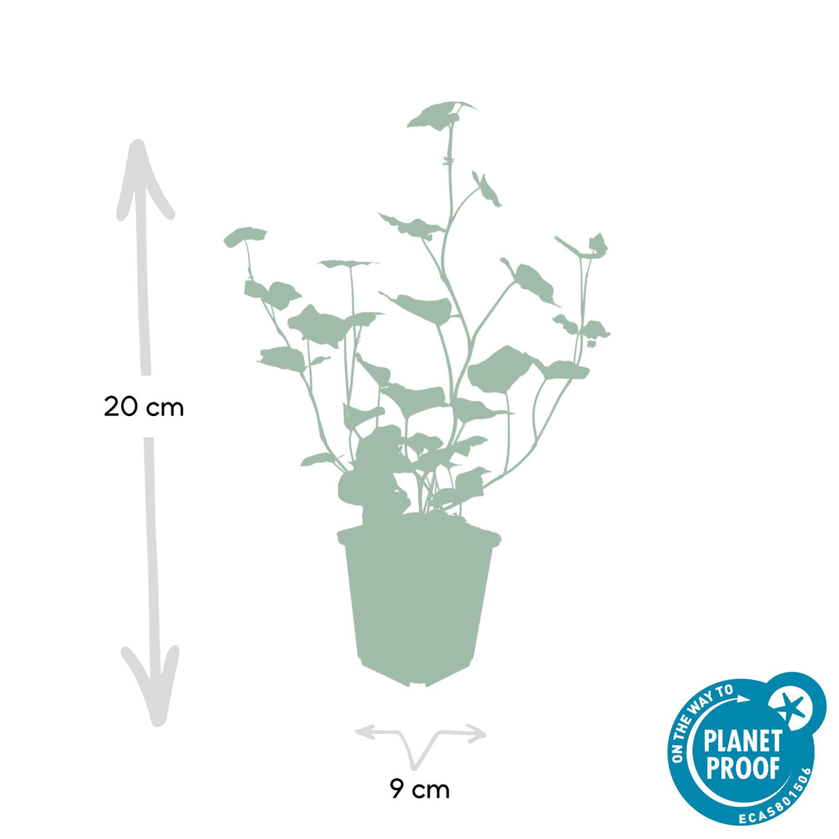 48x Hedera Hibernica - ↕10-25cm - Ø9cm