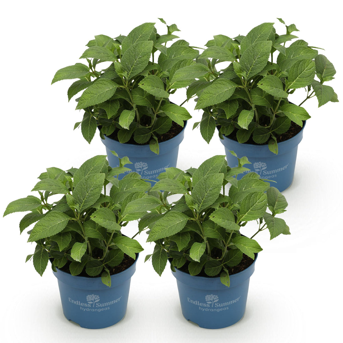 Green boutiQ - Tuinplant - Hydrangea Endles Summer Summer Love Purple - Hortensia - Winterhard - Paars - 4 Planten - Pot 14cm - Hoogte 20-25cm