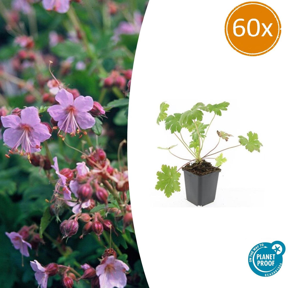 60x Geranium macr. 'Ingwersen's Var.' - ↕10-25cm - Ø9cm