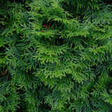 Haagplanten - Thuja occidentalis Smaragd - blad groen - 6 planten - 1 strekkende meter - groenblijvend - pot 17cm hoogte 60cm