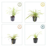 24x Carex morrowii 'Aureovariegata'  - ↕10-25cm - Ø9cm