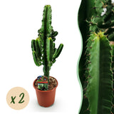 Green boutiQ - Kamerplant - Euphorbia eritrea - Afrikaanse melkboom - Weinig onderhoud - Groen - 2 - Pot 17cm - Hoogte 60cm