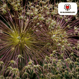allium schubertii 5 Stück