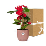 Flamingoplant / Anthurium – ↕30cm – ⌀12cm – in roze pot