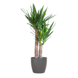 Yucca Elephantipes mit schwarzem Viber - 90cm - Ø21