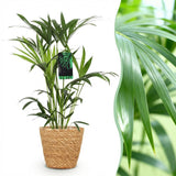 Howea Forsteriana - Kentia Palm - Weinig Onderhoud - Groen - 1 Plant - met Mand - Pot 19cm - Hoogte 80-85cm