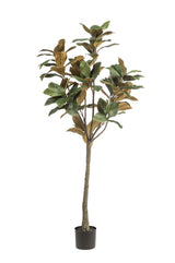 Kunstpflanze - Magnolia Grandiflora - 150 cm