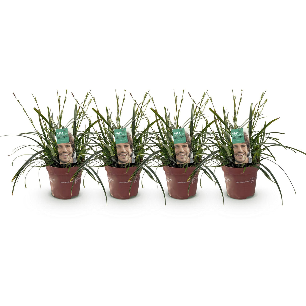 Siergrassen - Carex oshimensis Intense Green - Groen - 4 Planten - Bladhoudend - Weinig Onderhoud - Pot 17cm Hoogte 50cm