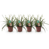 Siergrassen - Carex oshimensis Intense Green - Groen - 4 Planten - Bladhoudend - Weinig Onderhoud - Pot 17cm Hoogte 50cm