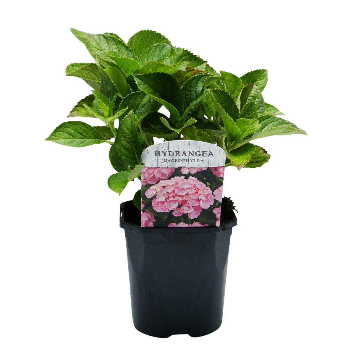 Hortensia / Hydrangea macrophylla Pink - Bloem Roze - 1 Plant -  Bladverliezend - Weinig Onderhoud - Pot 17cm Hoogte 30cm