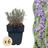 Green boutiQ - Haagplanten - Lavandula angustifolia Hidcote -  blad grijs - 6 planten - 1 strekkende meter - groenblijvend - pot 17cm hoogte 30cm