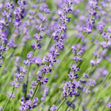 Green boutiQ - Haagplanten - Lavandula angustifolia Hidcote -  blad grijs - 6 planten - 1 strekkende meter - groenblijvend - pot 17cm hoogte 30cm