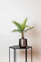 Kunstpflanze - Chamaedorea - Bergpalme - 50 cm