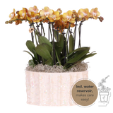 Kolibri Orchids | Oranje Mono Bouquet Jewel Las Vegas in Oyster Dish