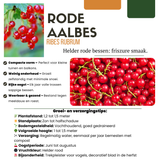 3 x Biologische Kruisbessenplanten - ↕20 cm - Ø 13 cm