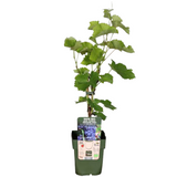 6 x Biologische Druivenplanten - Ø 13 cm - ↨ 20 cm