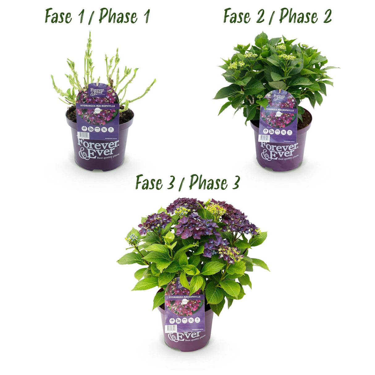 Hortensia - Hydrangea Forever & Ever - Paars - 7-12 Bloemen - 2 Planten - Pot 23cm Hoogte 55cm