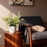 Pteris cretica Albolineata - Lintvaren - Huisdiervriendelijke Plant - Groen - 2 Planten - met Potter Wit - Pot 12cm - Hoogte 20cm