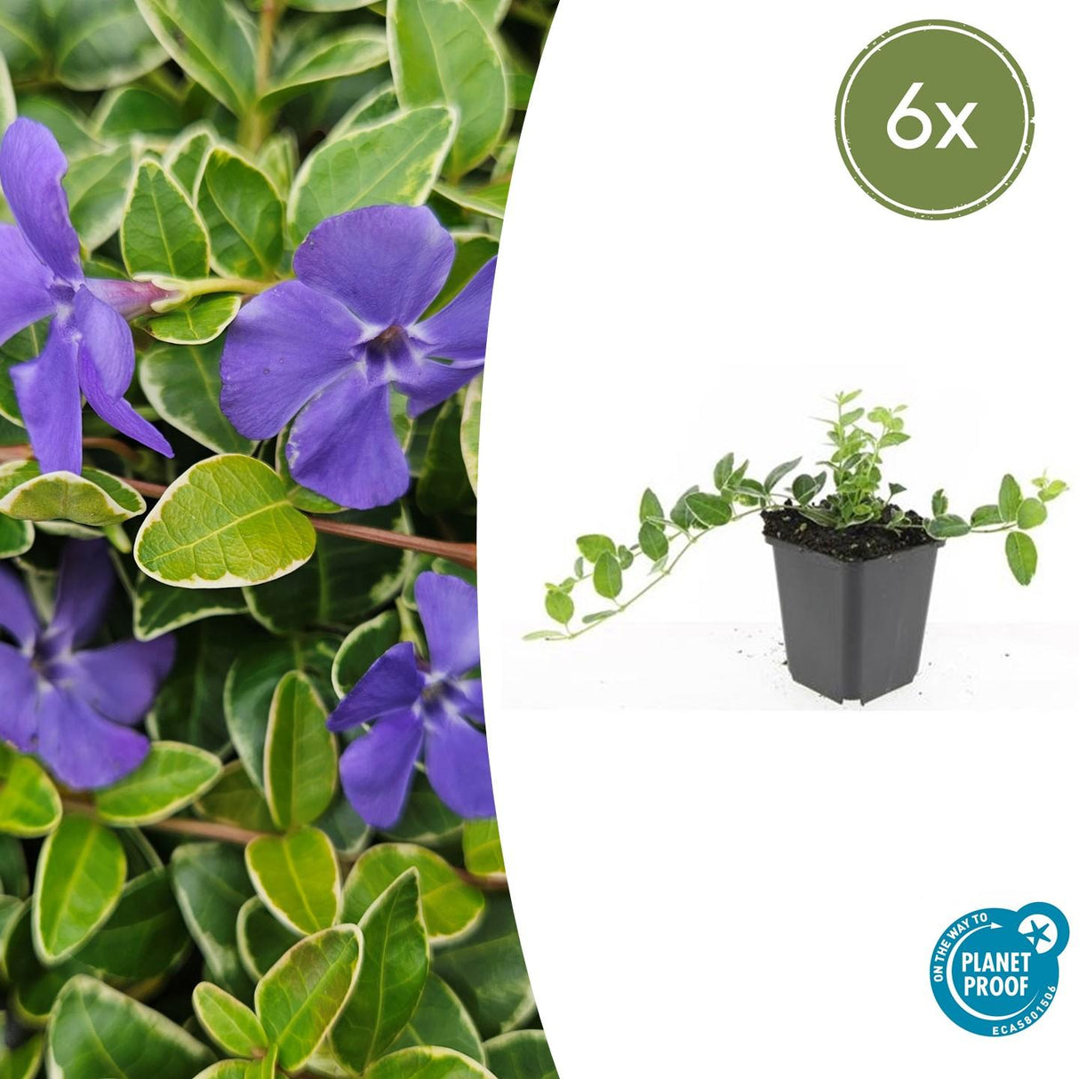 6x Vinca minor 'Ralph Shugert' - ↕10-25cm - Ø9cm