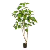 Kunstplant - Ficus umbellate - Afrikaanse vijg - 180cm