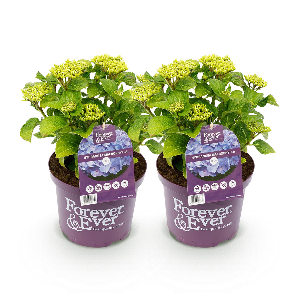 Hortensia - Hydrangea Forever & Ever - Blauw - 7-12 Bloemen - 2 Planten - Pot 23cm Hoogte 55cm