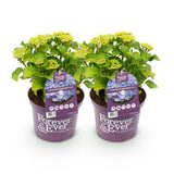 Hortensia - Hydrangea Forever & Ever - Blauw - 7-12 Bloemen - 2 Planten - Pot 23cm Hoogte 55cm
