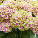 Hortensia - Hydrangea Magical Jewel Pink - Roze - 6-10 Bloemen - 2 Planten - Pot 23cm Hoogte 55cm