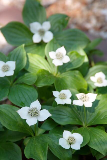 48x Cornus canadensis - ↕10-25cm - Ø9cm