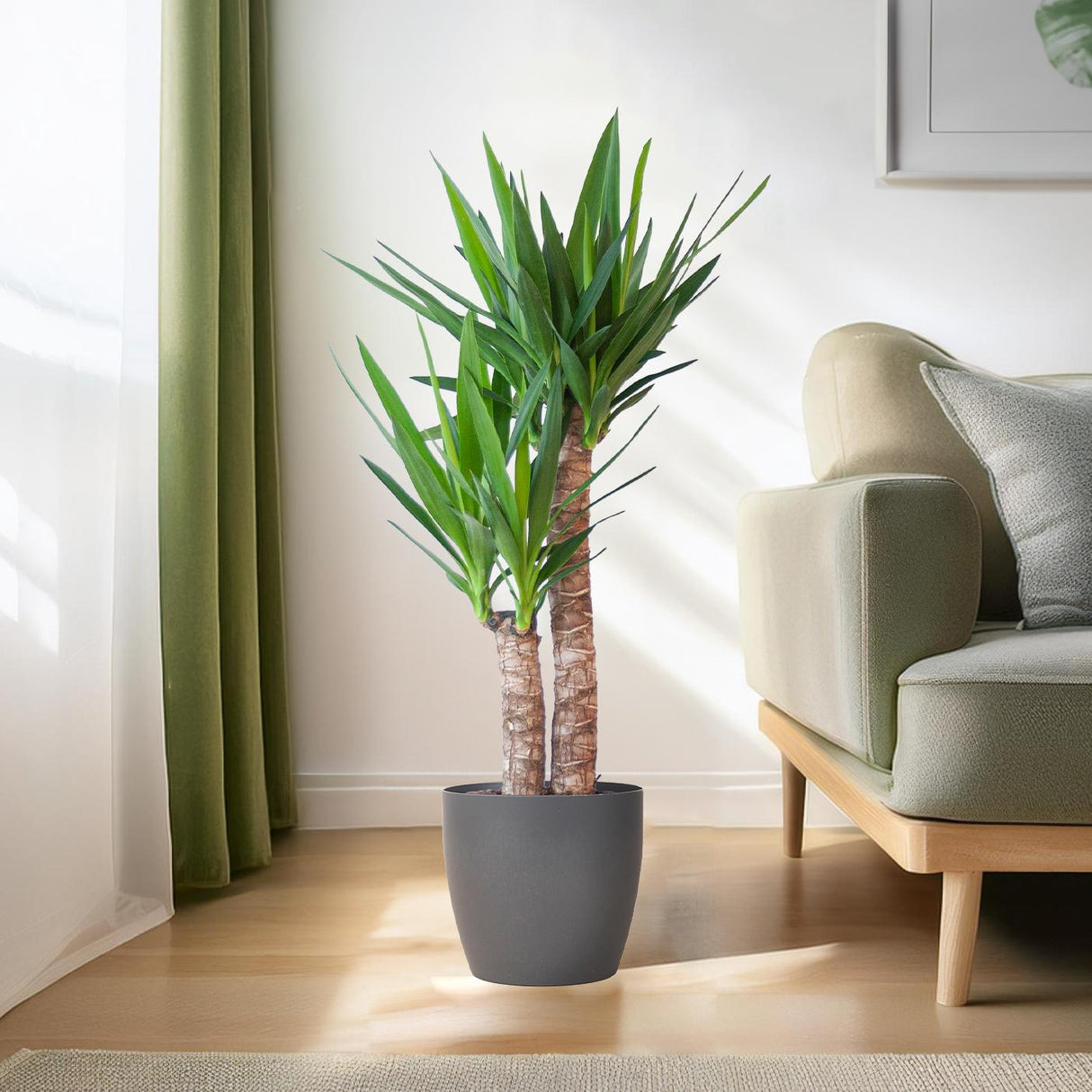 Yucca Elephantipes mit schwarzem Viber - 90cm - Ø21