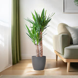 Yucca Elephantipes mit schwarzem Viber - 90cm - Ø21